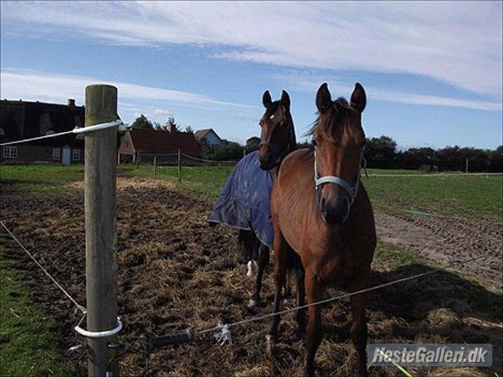 Dansk Varmblod Lillegårdens Daytona - Toni med den bedste lege onkel Mithano billede 6