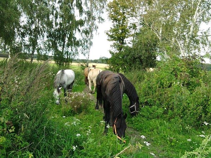 Fjordhest Spyro [tidl. Part] - spyro med røven til. ;D billede 11