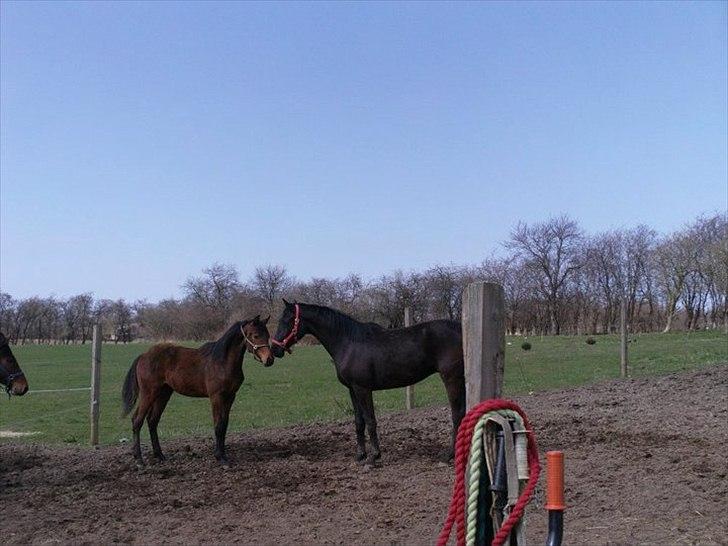 Dansk Varmblod Lillegårdens Daytona - Den første gang Toni og Donny så hinanden.  billede 5