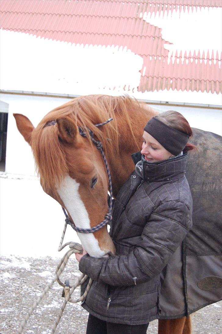 Dansk Varmblod Kildevangs Laurika [Tidl. Hest] - SÅ gi mig en gulerod, jeg ved de er i lommen :) billede 18
