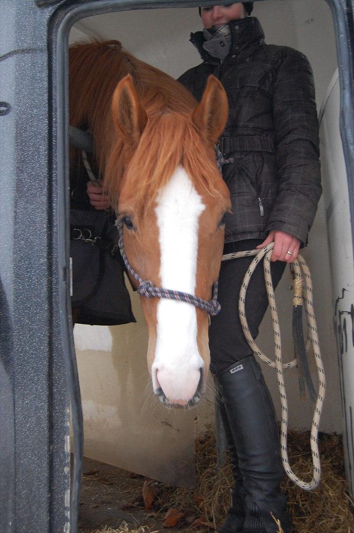 Dansk Varmblod Kildevangs Laurika [Tidl. Hest] - Første gang i trailer.  billede 19