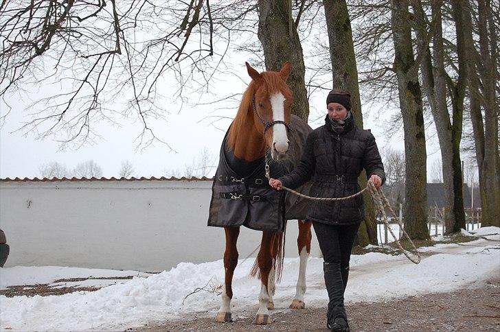 Dansk Varmblod Kildevangs Laurika [Tidl. Hest] billede 20
