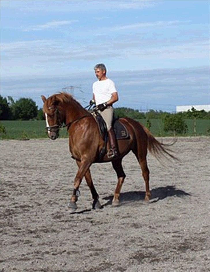 Dansk Varmblod Højgaards Rosinante - Ove Hansen der rider på hende til en ridetime:)  billede 5