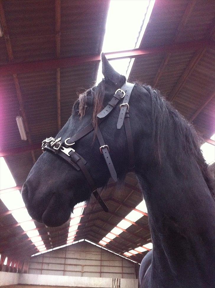 Frieser Søndergaards Kenai - 15.01.11 billede 16