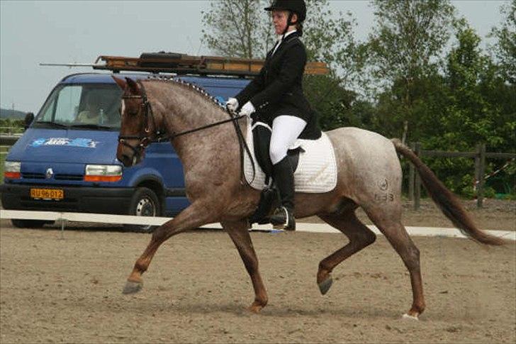 Welsh Pony (sec B) Bjerregårds Eros - Distriktmesterskab billede 19