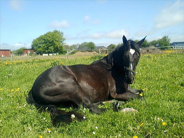 Dansk Varmblod Holstegårds Chosen One (solgt)   - Morgenhygge på døgnfold billede 5