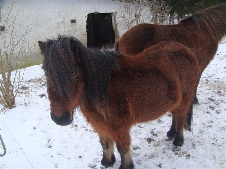 Anden særlig race Jolly - NYT billede 8