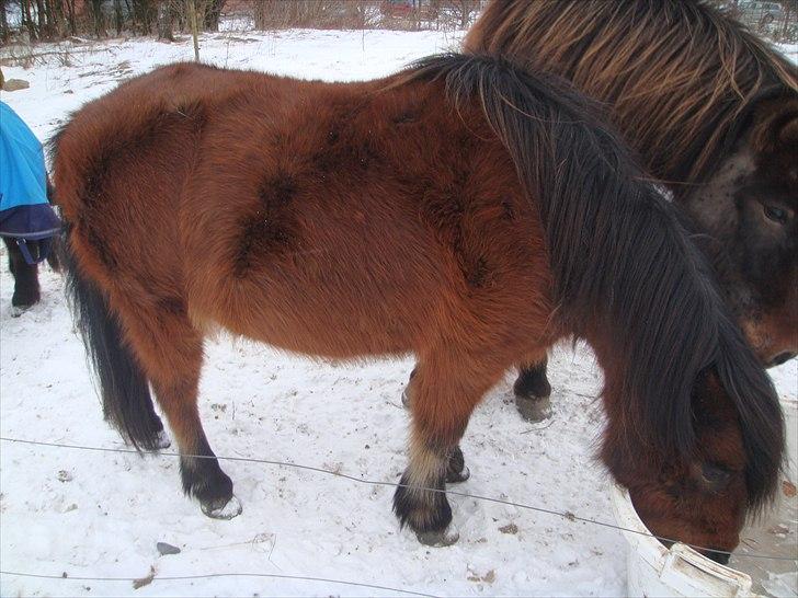 Anden særlig race Jolly - vil have noget vand ;)NYT billede 9