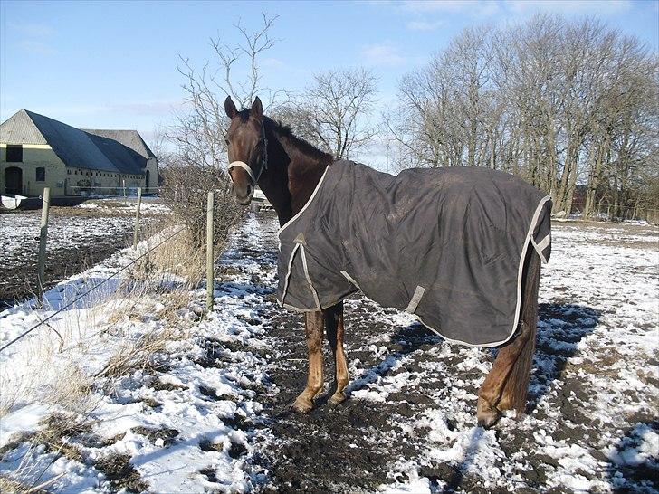 Dansk Varmblod SAM-SON ENSHØJ DV 792 RIP :-( billede 1