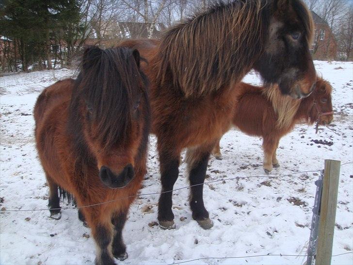 Anden særlig race Jolly - kigger lieg NYT billede 10