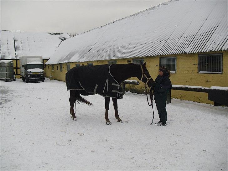 Dansk Varmblod SAM-SON ENSHØJ DV 792 RIP :-( billede 2