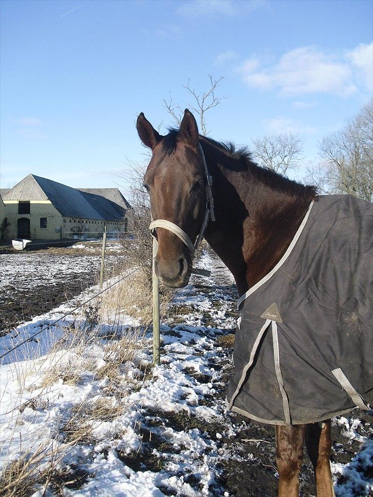 Dansk Varmblod SAM-SON ENSHØJ DV 792 RIP :-( billede 3