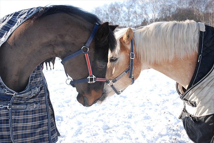 Haflinger Nico (gl. lånepony) - Nico og Nairobi på folden :) billede 8