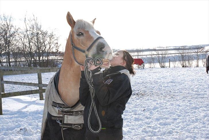 Haflinger Nico (gl. lånepony) - skøre pony <3 billede 9