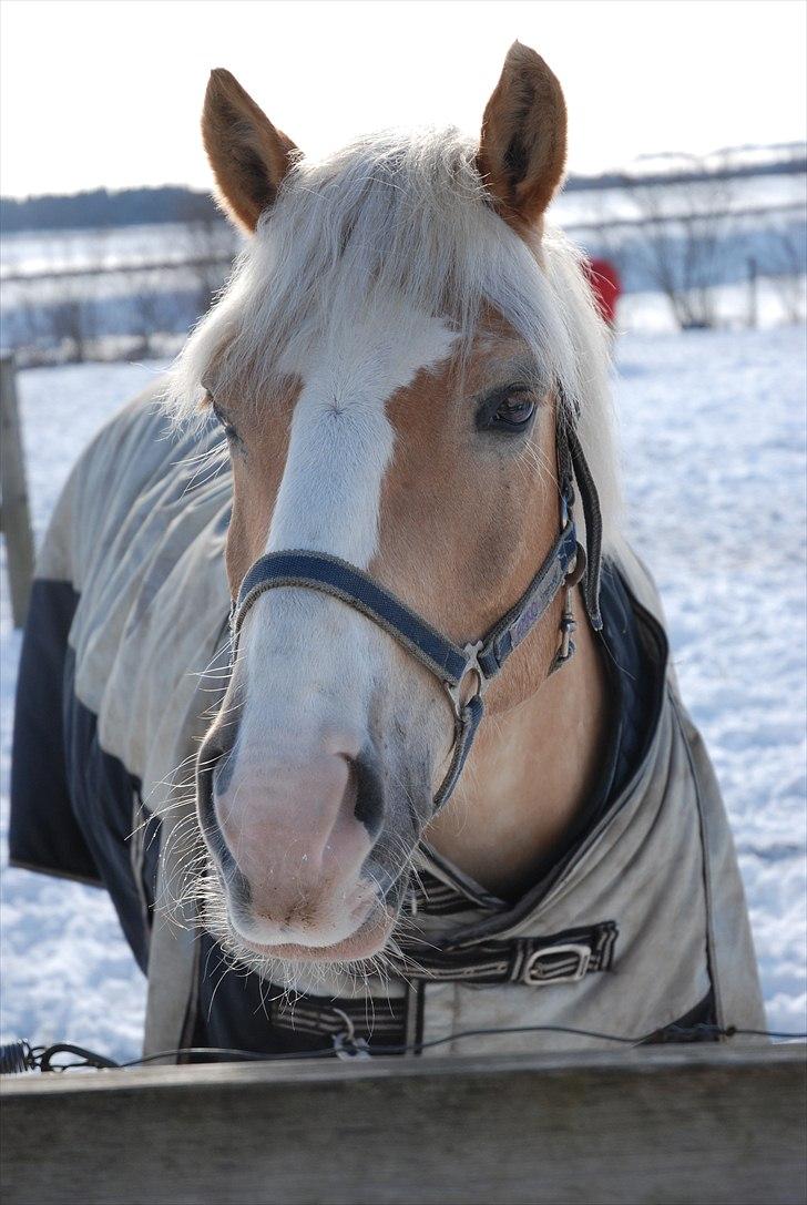 Haflinger Nico (gl. lånepony) billede 10