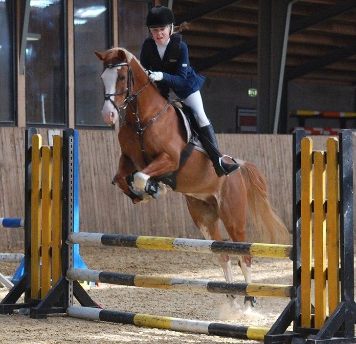 Anden særlig race Horatio - Stævne i Hirthals, søde træsko!<3 Foto: Annika L. billede 2