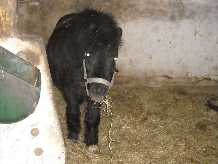 Shetlænder Felix ... - felix inde i sin nye box(han deler med sin beste friend snoopy billede 16