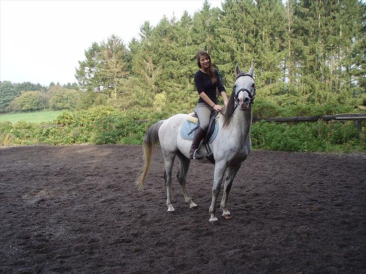 Arabisk fuldblod (OX) Zhazir Ibn Malik billede 1