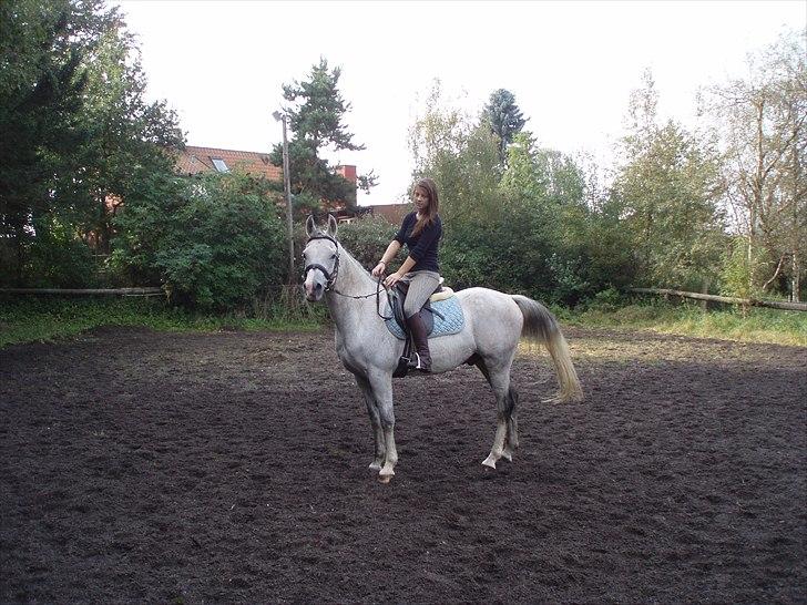 Arabisk fuldblod (OX) Zhazir Ibn Malik billede 2