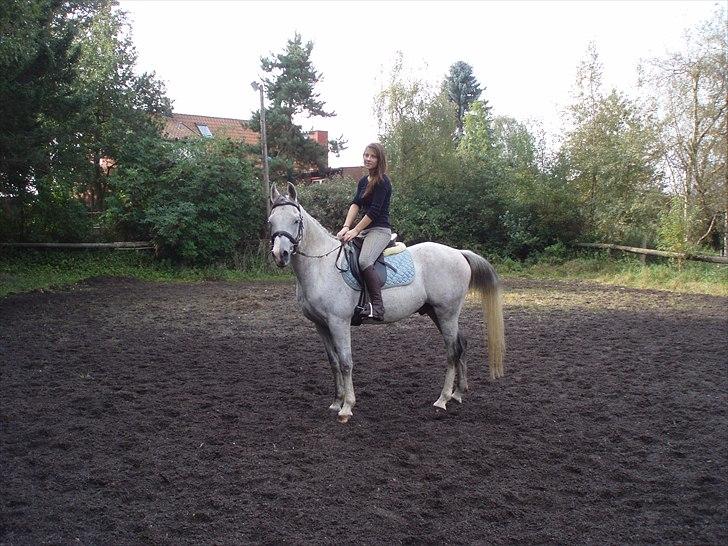 Arabisk fuldblod (OX) Zhazir Ibn Malik billede 3