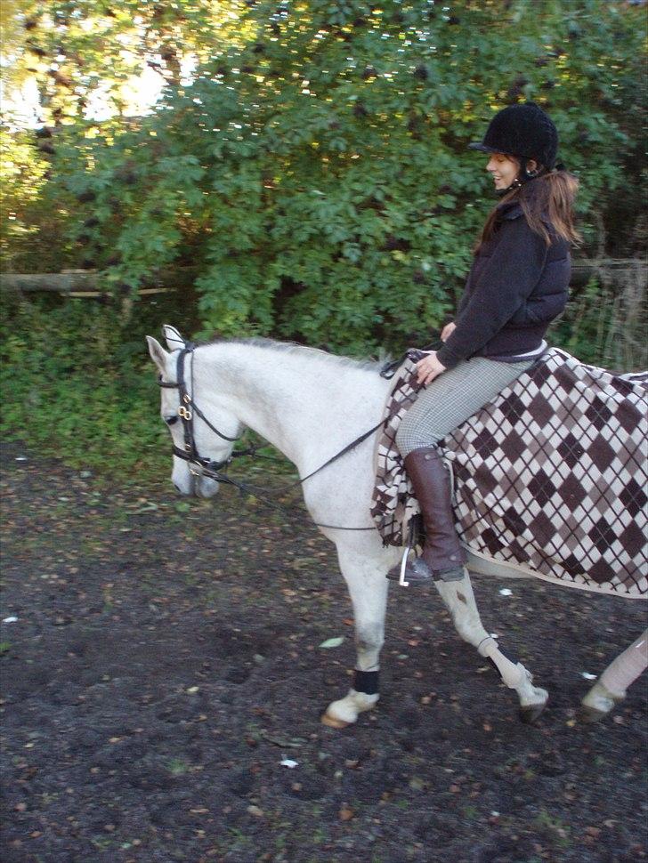 Arabisk fuldblod (OX) Zhazir Ibn Malik billede 4