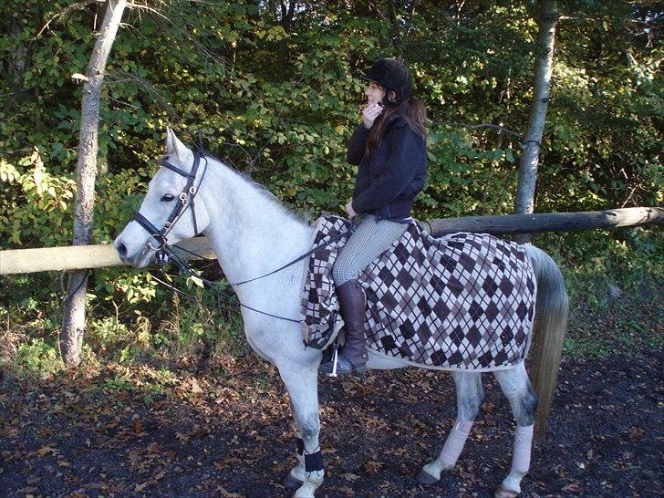 Arabisk fuldblod (OX) Zhazir Ibn Malik billede 5