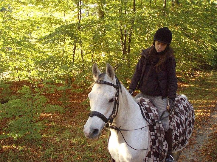 Arabisk fuldblod (OX) Zhazir Ibn Malik billede 6