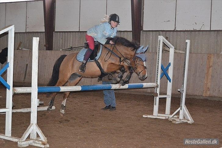 Anden særlig race SCT. Hans Solgt savnet <3 -  undervisning billed:*MND-PHOTO*  billede 19