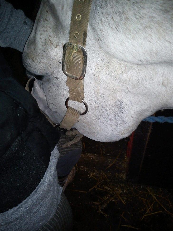 Arabisk fuldblod (OX) Zhazir Ibn Malik billede 7