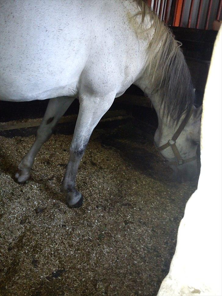 Arabisk fuldblod (OX) Zhazir Ibn Malik billede 8