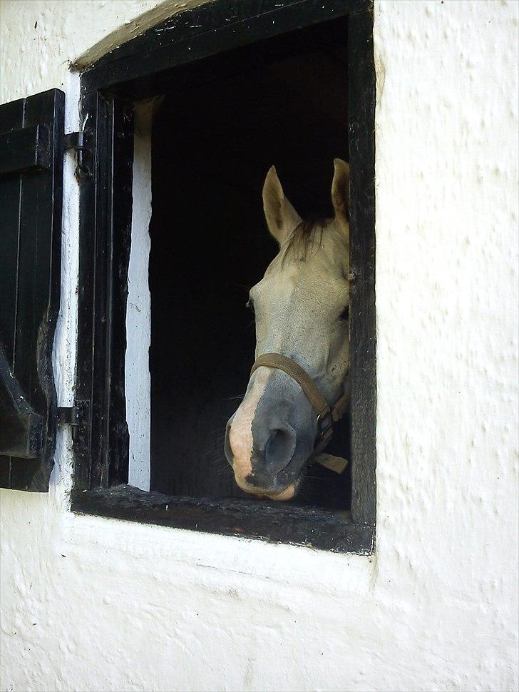 Arabisk fuldblod (OX) Zhazir Ibn Malik billede 9