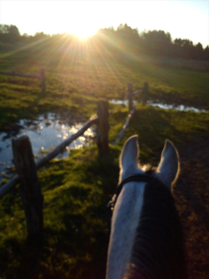 Arabisk fuldblod (OX) Zhazir Ibn Malik billede 10