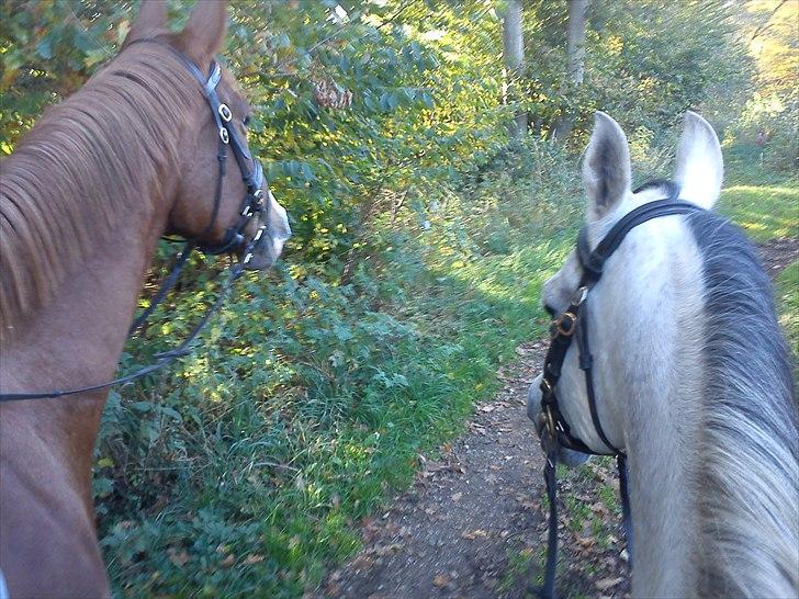 Arabisk fuldblod (OX) Zhazir Ibn Malik billede 11