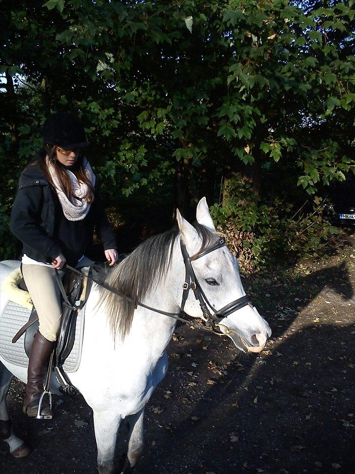 Arabisk fuldblod (OX) Zhazir Ibn Malik billede 12