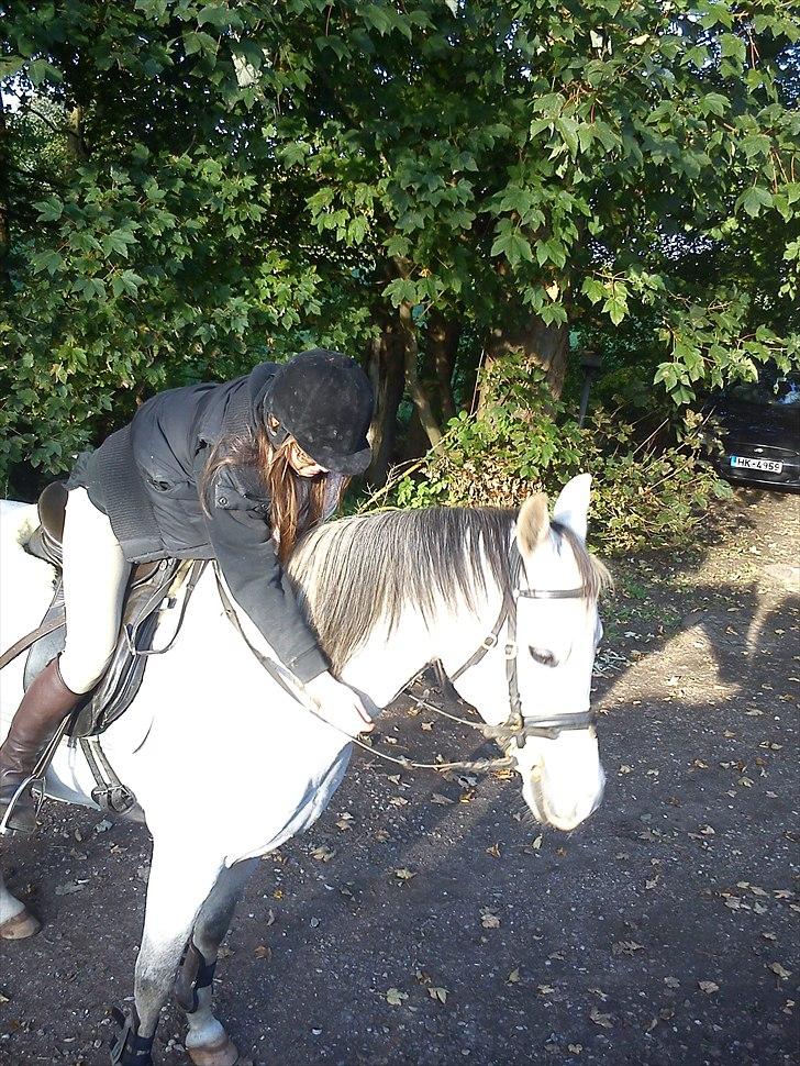 Arabisk fuldblod (OX) Zhazir Ibn Malik billede 13