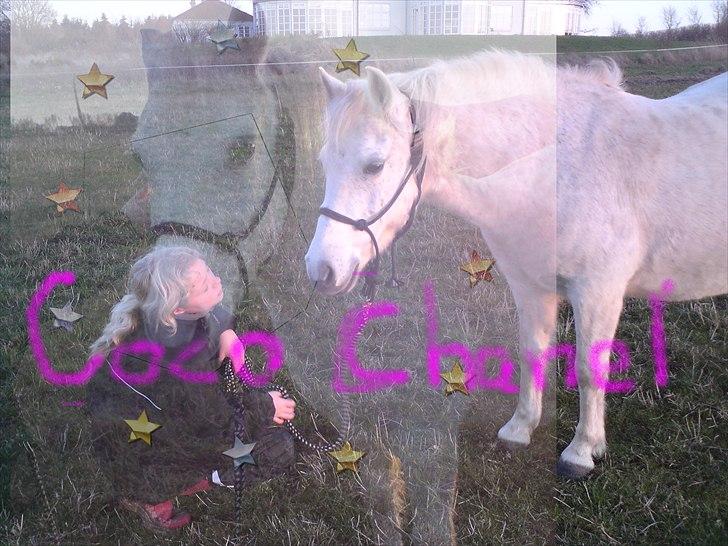 Anden særlig race Coco Chanel billede 8