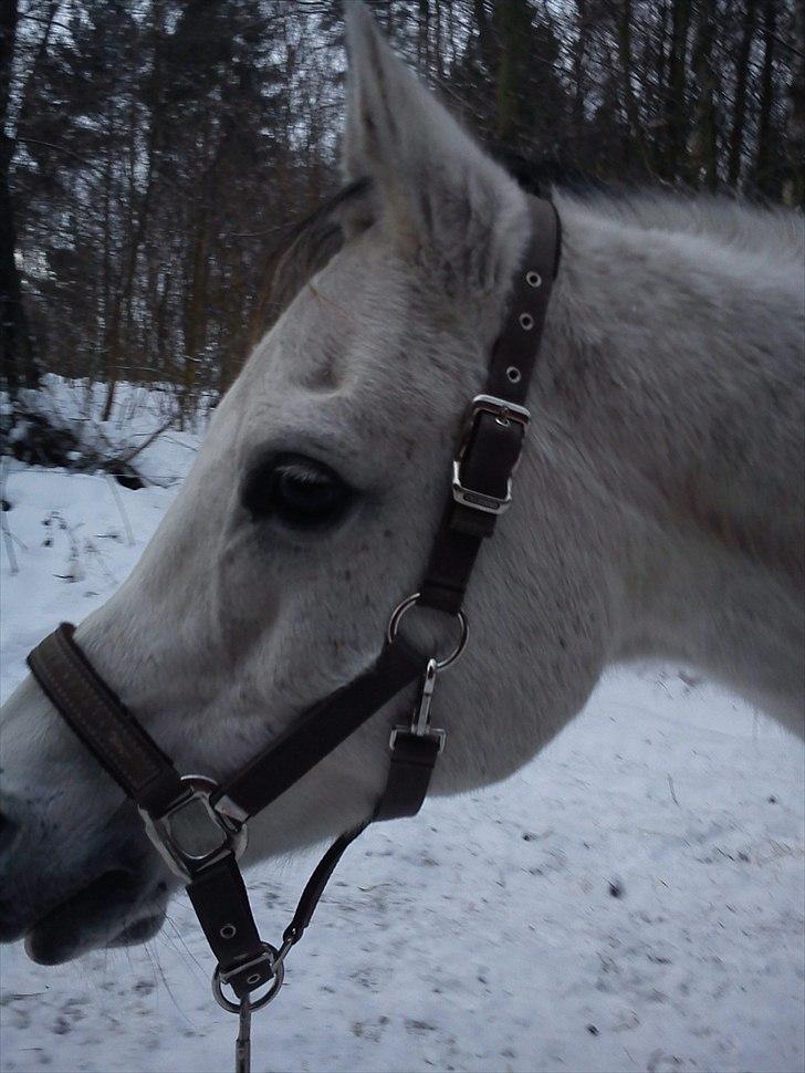 Arabisk fuldblod (OX) Zhazir Ibn Malik billede 14