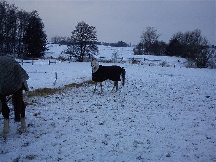 Arabisk fuldblod (OX) Zhazir Ibn Malik billede 15