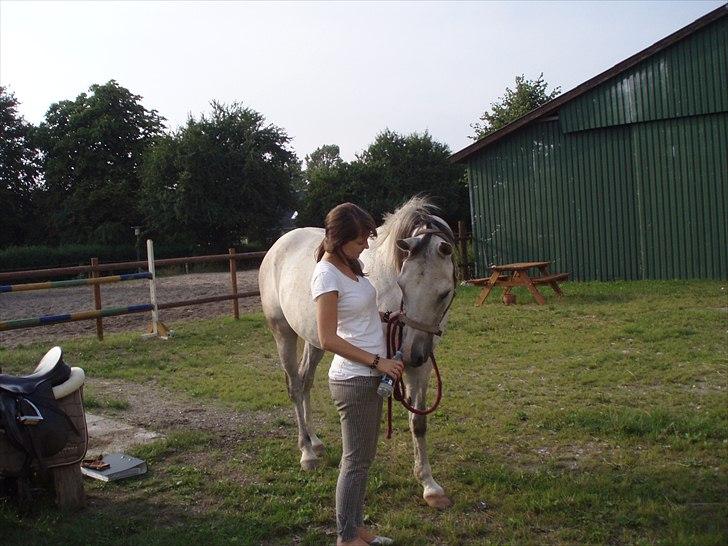 Arabisk fuldblod (OX) Zhazir Ibn Malik billede 16