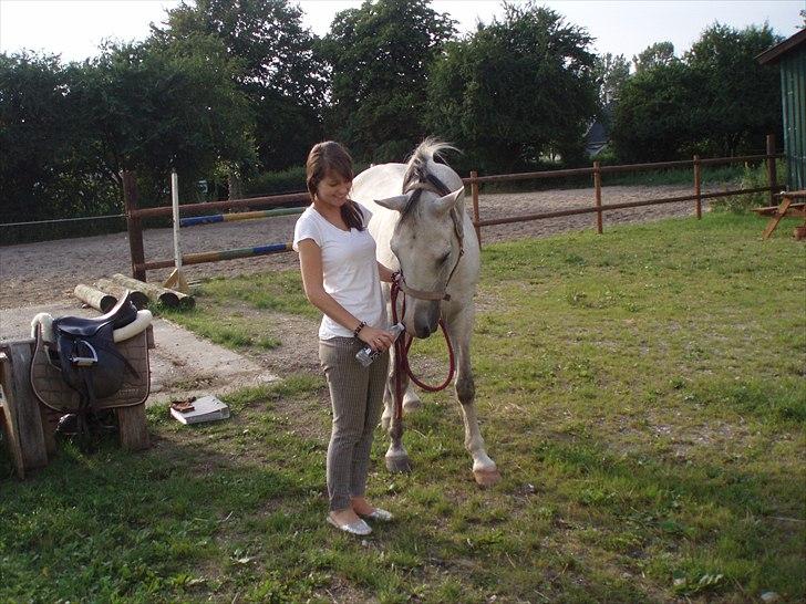 Arabisk fuldblod (OX) Zhazir Ibn Malik billede 17