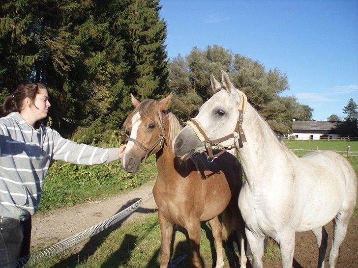 Arabisk fuldblod (OX) Zhazir Ibn Malik billede 18