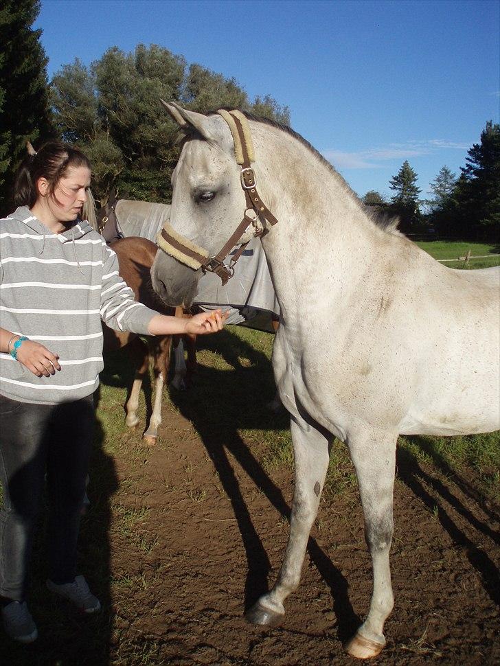 Arabisk fuldblod (OX) Zhazir Ibn Malik billede 20