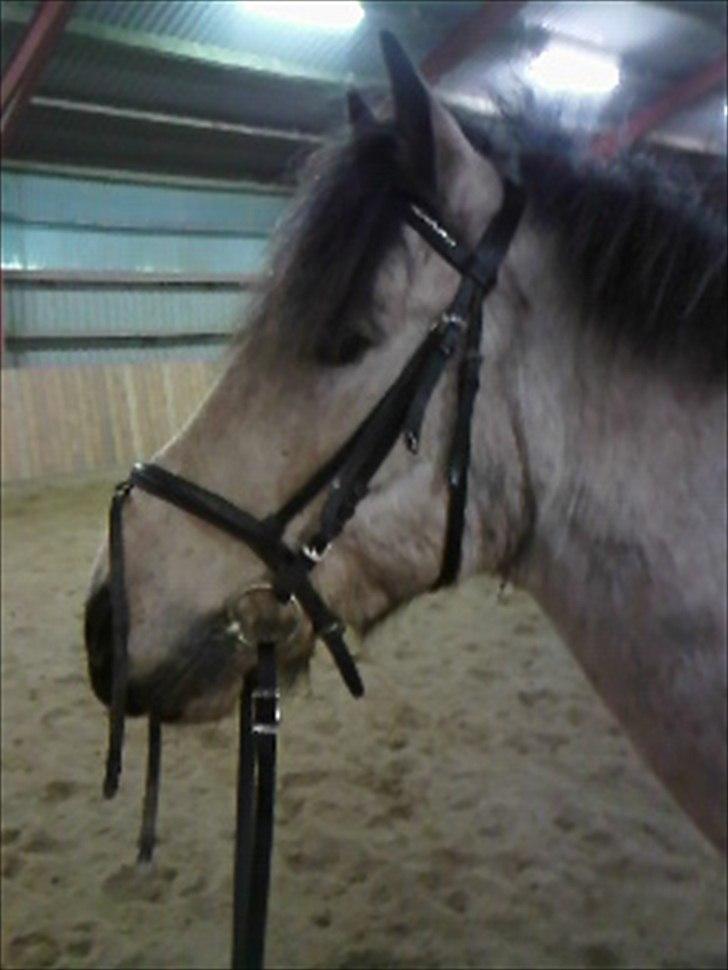 Anden særlig race Mikkel  - SMUKKE PONY!... Taget af: Emma Andersen (mig) 21/2-2011 billede 9