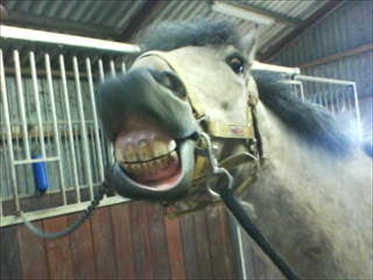 Anden særlig race Mikkel  - Taget af: Josefine Kock billede 10