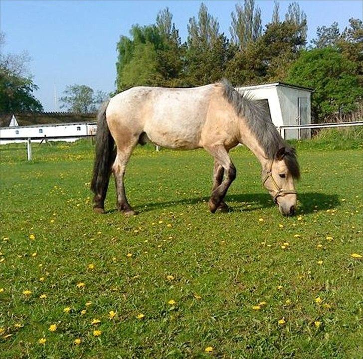 Anden særlig race Mikkel  - Taget af: Josefine Kock billede 11