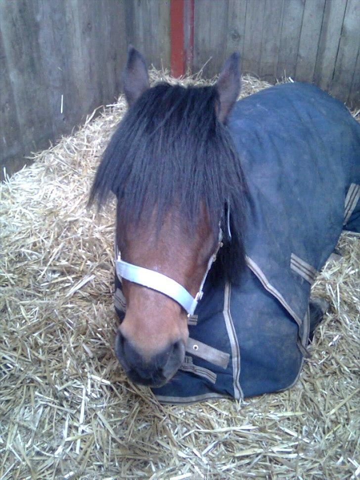 Anden særlig race happy billede 3