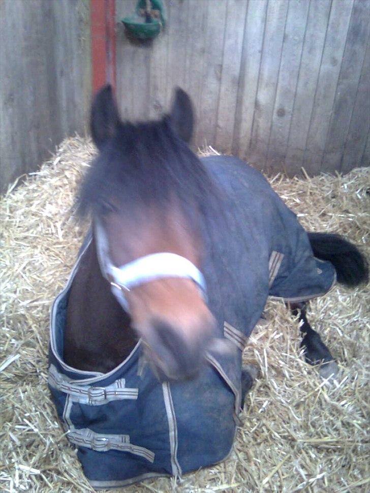 Anden særlig race happy billede 4