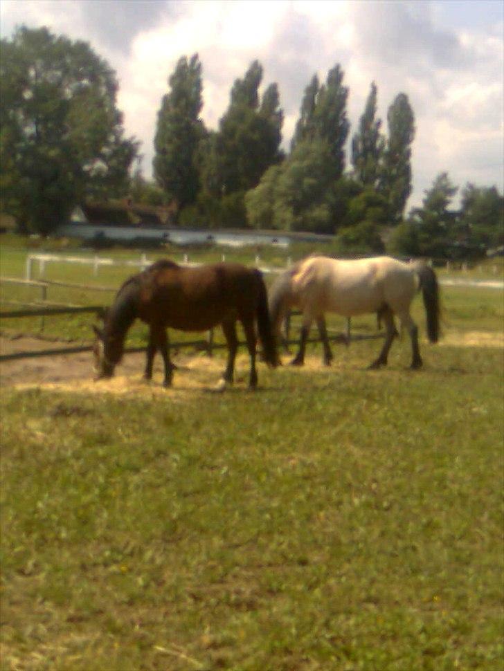 Anden særlig race happy billede 6
