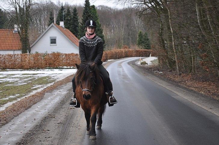 Dartmoor Molly -  Skovtur på Molly 6. feb 2011 billede 15