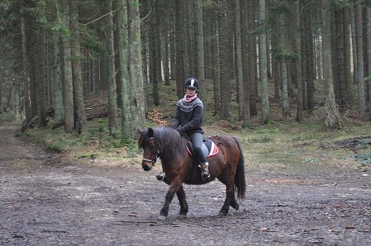 Dartmoor Molly -  Skovtur på Molly 6. feb 2011 billede 16